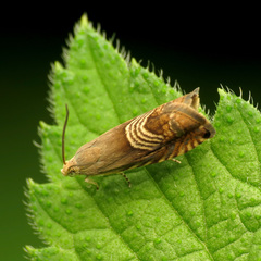 Grapholita tristrigana