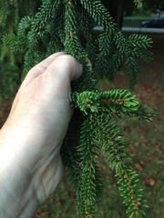 Picea
