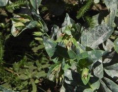 Cerinthe minor auriculata