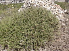 Limbarda crithmoides