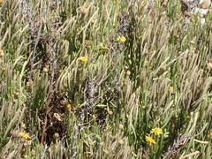 Limbarda crithmoides