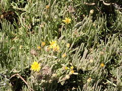 Limbarda crithmoides