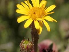 Limbarda crithmoides