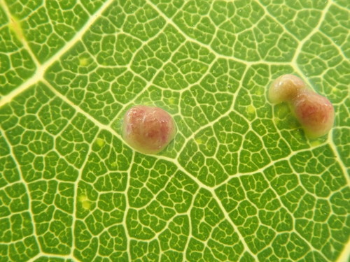 Phyllocoptes didelphis