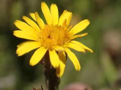 Limbarda crithmoides