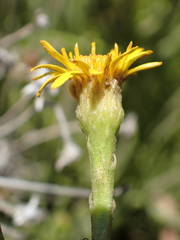 Limbarda crithmoides