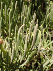 Limbarda crithmoides