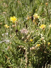 Limbarda crithmoides