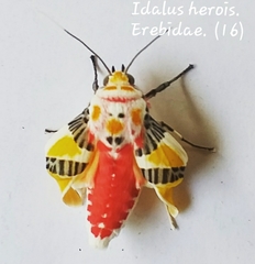 Idalus herois
