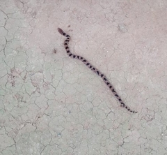 Stenorrhina degenhardtii