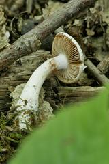Cortinarius acystidiosus