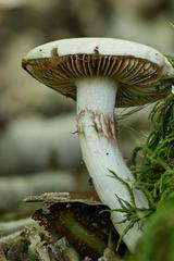 Cortinarius acystidiosus