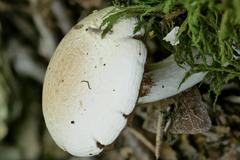 Cortinarius acystidiosus