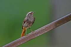 Phoenicurus ochruros gibraltariensis