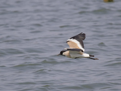 River Lapwing photo 3