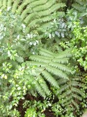 Cyathea dealbata