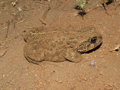 Anaxyrus boreas boreas