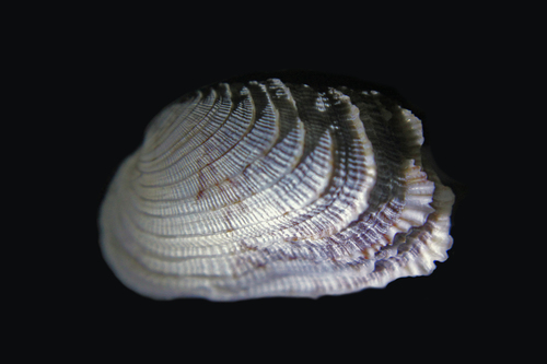 Irus irus