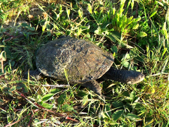 Acanthochelys spixii