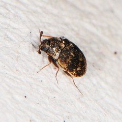 Anthrenus fuscus