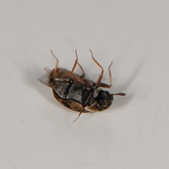 Anthrenus fuscus