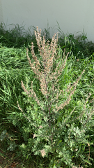 Artemisia vulgaris