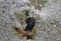 Branchellion borealis