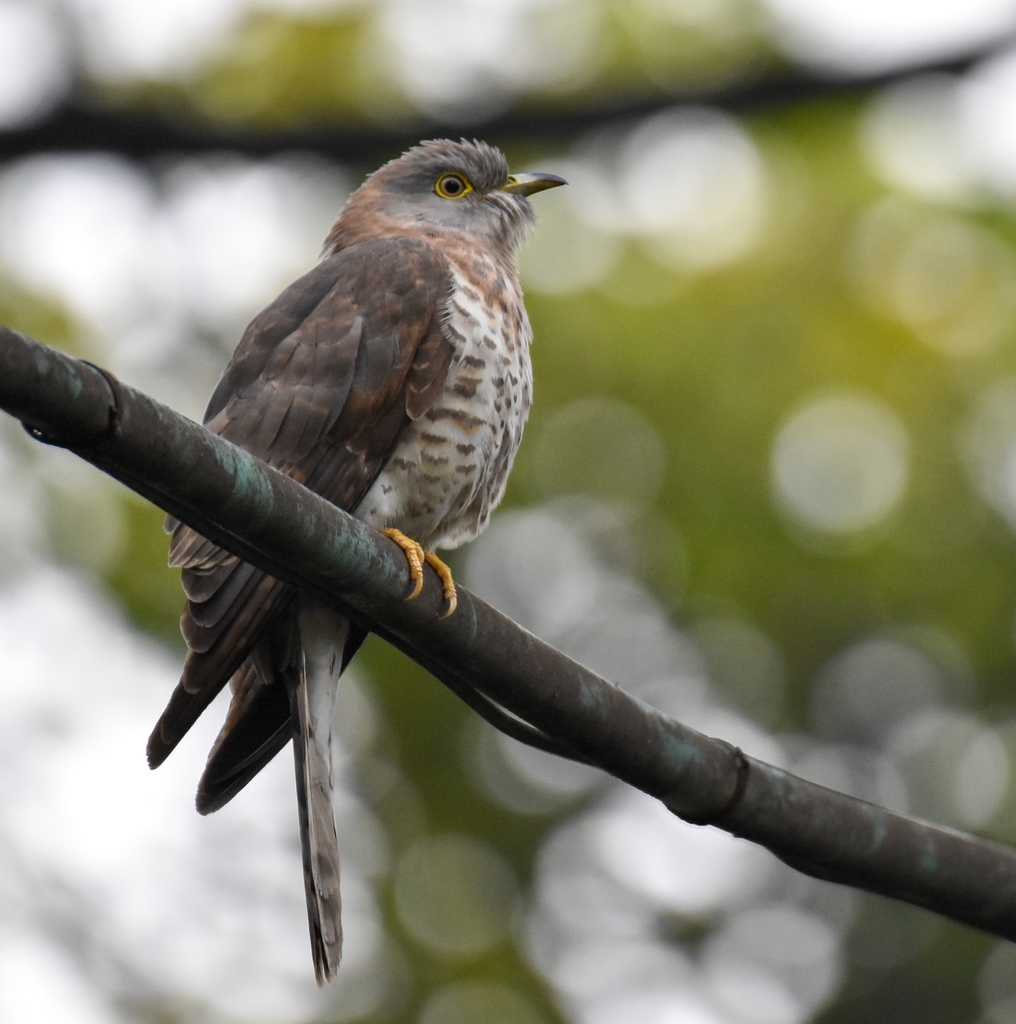 Common Hawk-Cuckoo photo