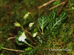 Shortia rotundifolia