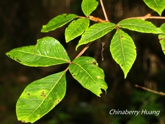 Toxicodendron orientale