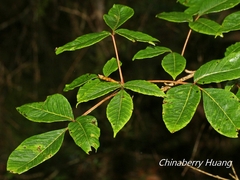 Toxicodendron orientale