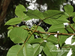 Toxicodendron orientale