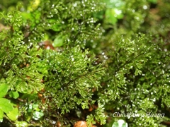 Hymenophyllum polyanthon