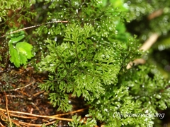 Hymenophyllum polyanthon