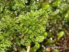 Hymenophyllum polyanthon