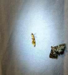 Epicallima formosella