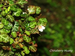 Shortia rotundifolia