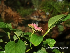 Viburnum urceolatum