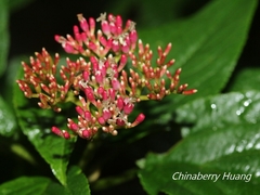Viburnum urceolatum