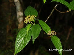 Viburnum urceolatum