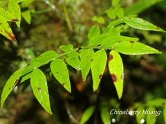 Vaccinium japonicum lasiostemon
