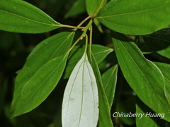 Neolitsea sericea