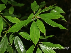 Neolitsea sericea