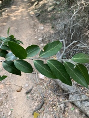 Maytenus peduncularis