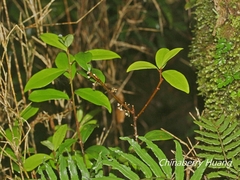 Myrsine stolonifera