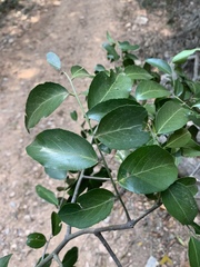 Maytenus peduncularis