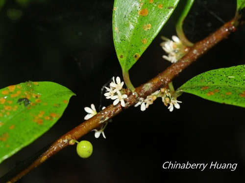 Myrsine stolonifera