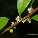 Myrsine stolonifera - Photo (c) Lijin Huang (紫楝),  זכויות יוצרים חלקיות (CC BY-NC), הועלה על ידי Lijin Huang (紫楝)