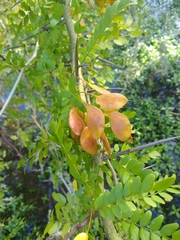 Gleditsia aquatica