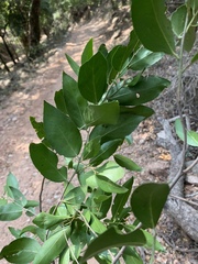 Maytenus peduncularis